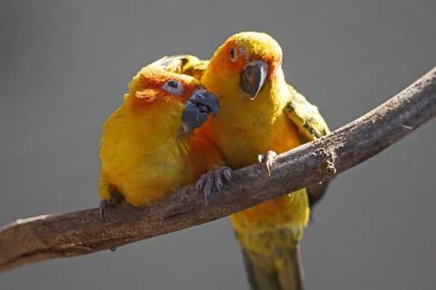 Sun conure (Aratinga solstitialis), One parrot seems to be tenderly feeding the Stock Photos