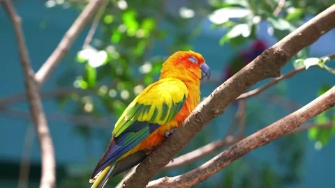 A Sun Conure (Aratinga solstitialis) perched on a tree branch, resting under Stock Footage 317284967