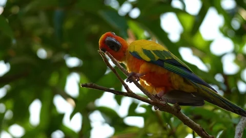 A Sun conure (aratinga solstitialis) perches on tree branch, appearing to be 스톡 동영상 333933655