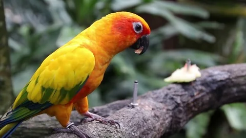 Sun Conure Bird Stock Footage 85226305
