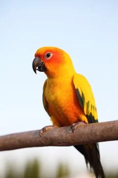 Sun conure bird Stock Photos