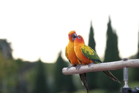 Sun conure bird Stock Photos