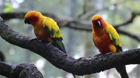 Sun Conure Birds on branch Stock Footage 85226294