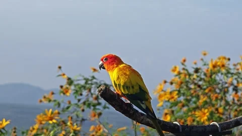 Sun conure on a branch. Stock Footage 304433191