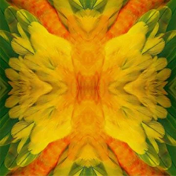Sun conure feathers Stockillustratie