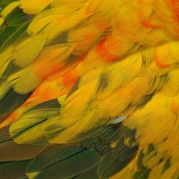Sun conure feathers Stock Photos