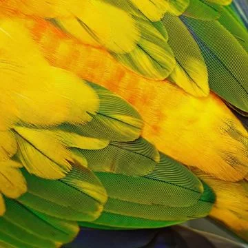 Sun conure feathers Stock Photos
