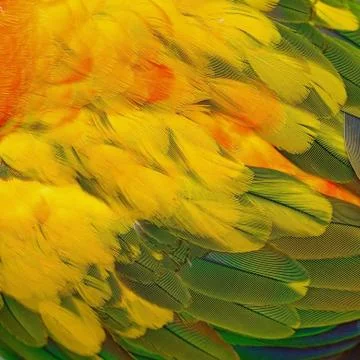 Sun conure feathers Stock Photos