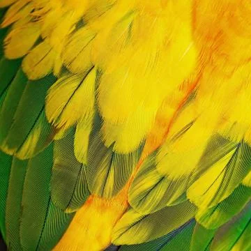 Sun conure feathers Stock Photos