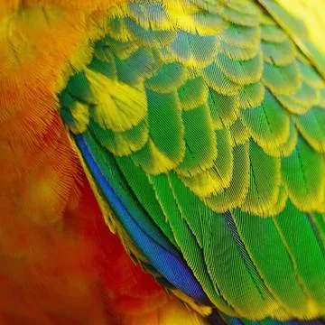 Sun conure feathers Stock Photos