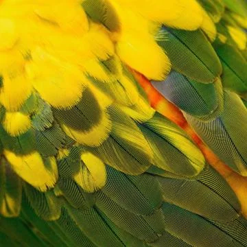 Sun Conure feathers Stock Photos