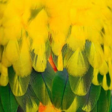 Sun Conure feathers Stock Photos