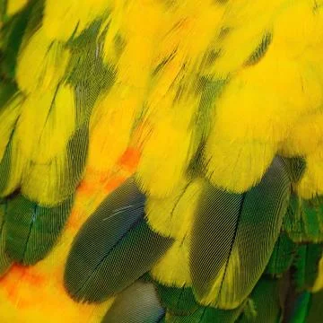 Sun Conure feathers Stock Photos