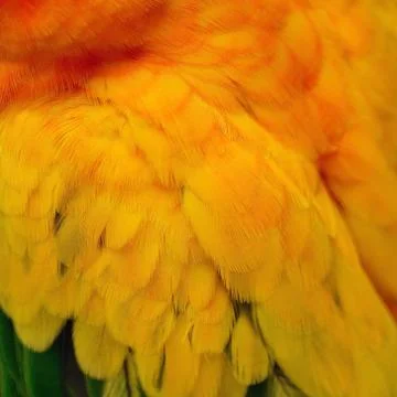 Sun Conure feathers Stock Photos