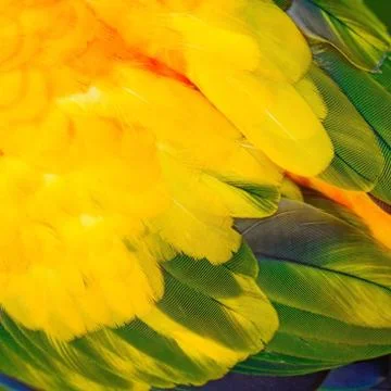 Sun Conure feathers Stock Photos