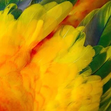 Sun Conure feathers Stockfoto's