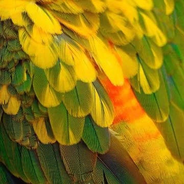 Sun Conure feathers Stock Photos