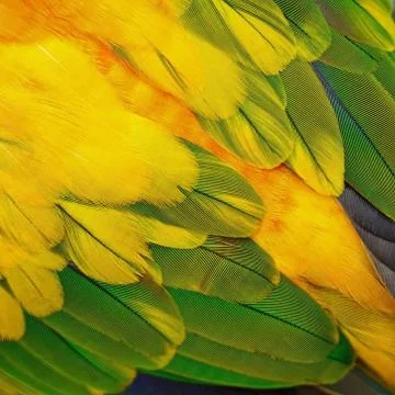 Sun Conure feathers Stock Photos