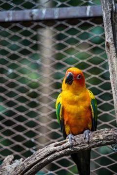 Sun Conure head tilt Stock Photos