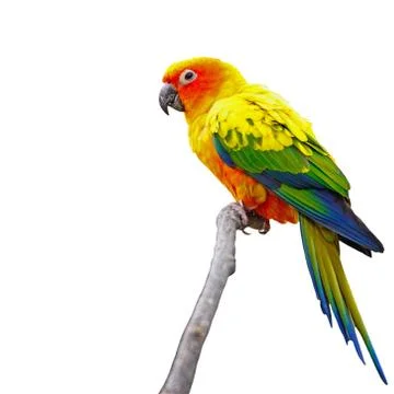 Sun conure isolated Stock Photos