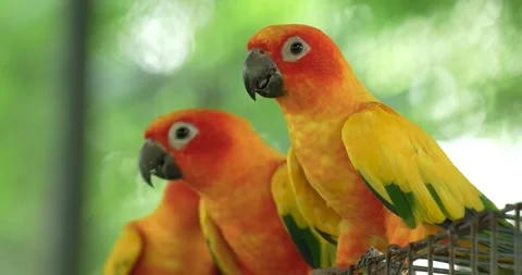 Sun conure is a medium-sized, vibrantly colored parrot. Stock Footage 273283367