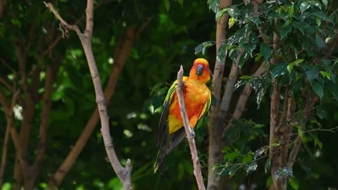 Sun Conure or Sun Parakeet chewing the tip of the branch and then climbs 库存影片 167393771
