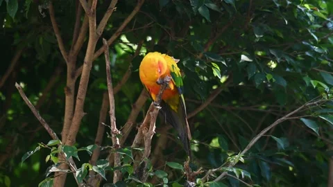 Sun Conure or Sun Parakeet, Aratinga solstitiali looking down and raises Stock Footage 168423833