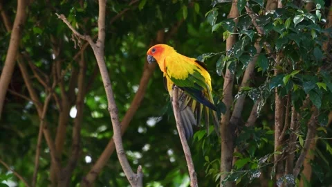 Sun Conure or Sun Parakeet, Aratinga solstitiali perched on a twig almost 스톡 동영상 168852323