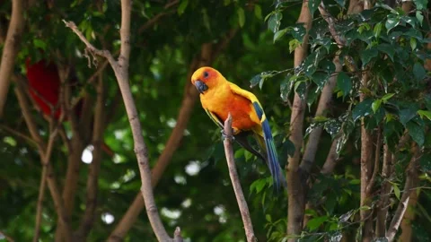 Sun Conure or Sun Parakeet, Aratinga solstitiali seen preening its breast Video stock 169396719