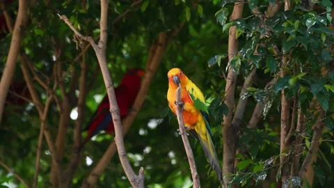 Sun Conure or Sun Parakeet, Aratinga solstitiali seen perched on top of a Video stock 169396792