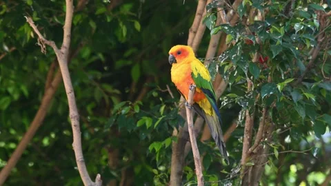 Sun Conure or Sun Parakeet, Aratinga solstitiali perch on a twig looking 库存影片 169983804