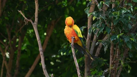 Sun Conure or Sun Parakeet, Aratinga solstitiali seen on top of the small Video stock 170582250