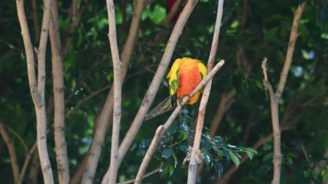 Sun Conure or Sun Parakeet, Aratinga solstitiali seen from its front side Video stock 170583123
