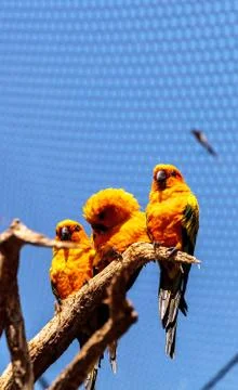 Sun conure parakeet Aratinga solstitialis Stock Photos