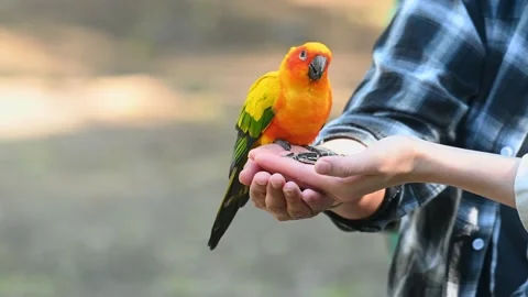 Sun Conure parakeet feeding in the hands of two people at an urban area. 스톡 동영상 156898443