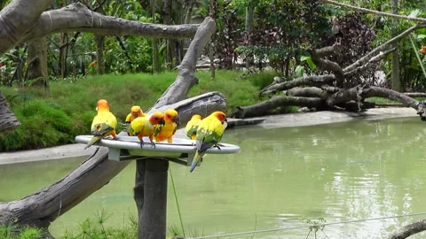 Sun conure parakeet small yellow parrots eating Stock Footage 295037311