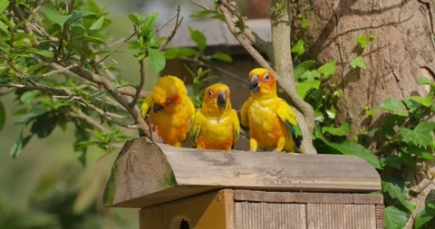 Sun conure parakeets perched on top of wooden birdhouse roof at Jeju Flower Stock Footage 339738240