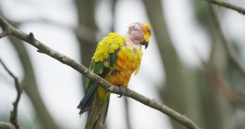 Sun Conure Parrot with Bald Bare Neck Looking Around on Branch at Jeju Flower 스톡 동영상 339737892