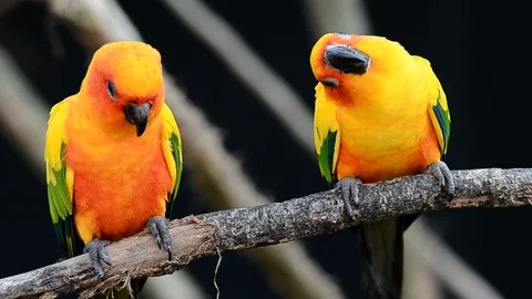 Green Cheek Conure - Learn About Nature