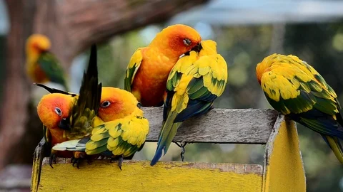 Sun conure parrot bird Video stock 94092753