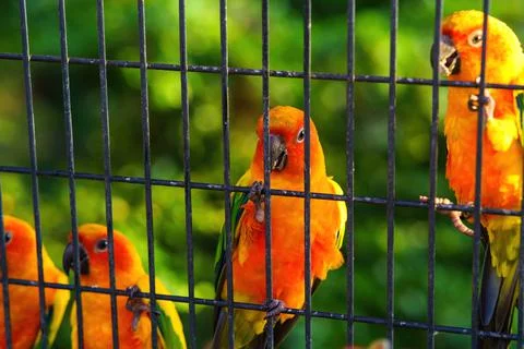 Sun Conure parrot bird group in the metal cage. Foto stock