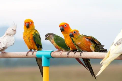 Sun conure parrot ,bird Stock Photos