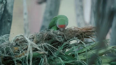 Sun conure parrot bird is sitting and eating on a branch. Stock Footage 240871682