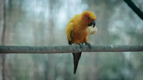 Sun conure parrot bird is sitting and eating on a branch. Stock Footage 240871716