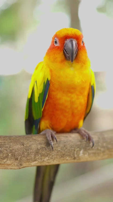 Sun Conure Parrot with blur background Stock Footage 294545853