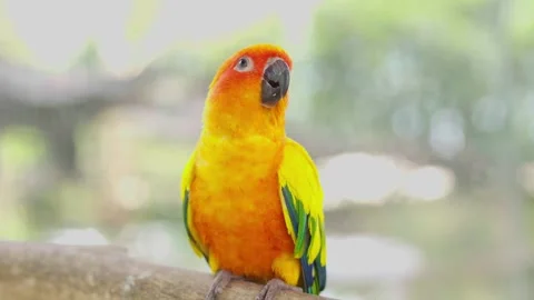 Sun Conure Parrot with blur background Stock Footage 294545856