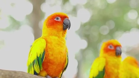 Sun Conure Parrot with blur background Stock Footage 294545877