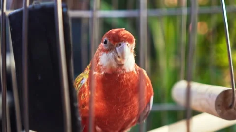 Sun conure parrot in a cage with greenery on the background. Domestic bird. Stock Footage 148791176