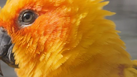 A sun conure parrot close up Stock Footage 116613257