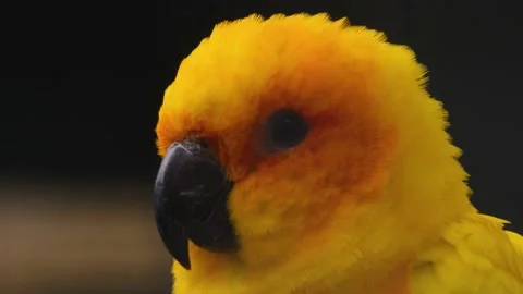 A sun conure parrot close up  Stock Footage 140986847